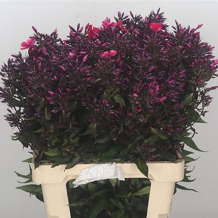 Phlox Starfire