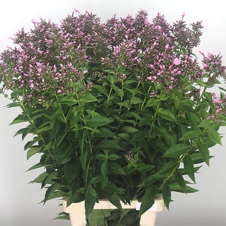 Phlox Sweet Dance (Extra)