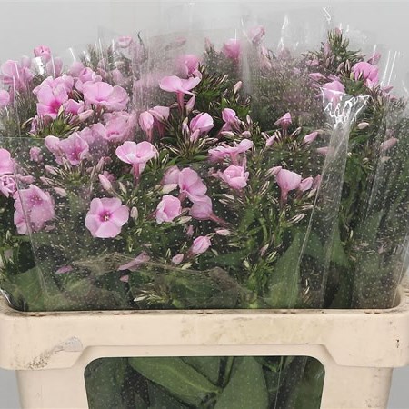 Phlox Sweet Lexy