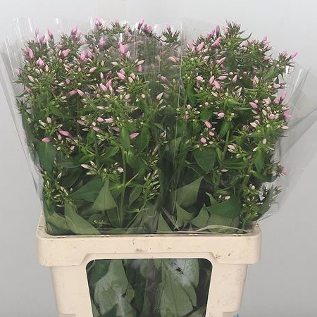 Phlox Sweet Lexy