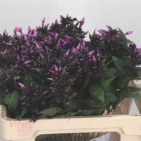 Phlox Sweet Summer Dream