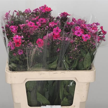 Phlox Tracy