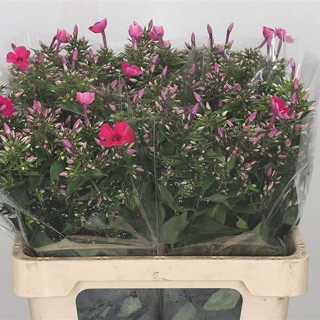 Phlox Tracy