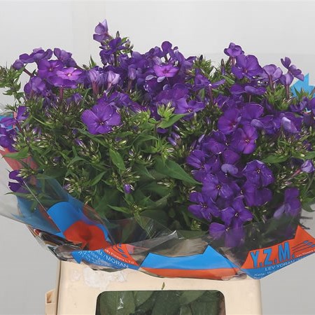 Phlox Van Gogh