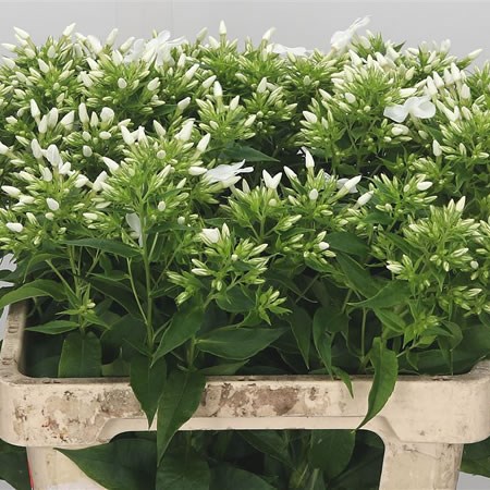 Phlox White Boy
