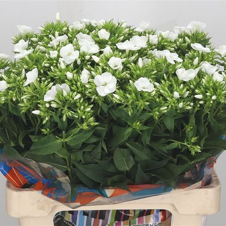 Phlox Whitecap