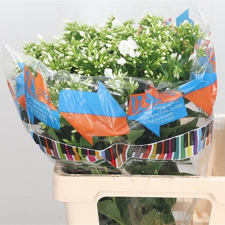 Phlox Whitecap