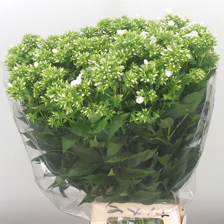 Phlox Whitecap (Extra)