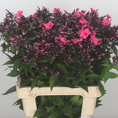 Phlox Windsor