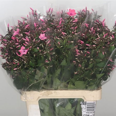 Phlox Windsor