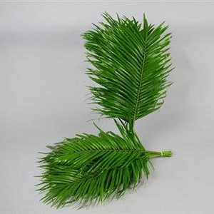 Phoenix Roebelenii Palm