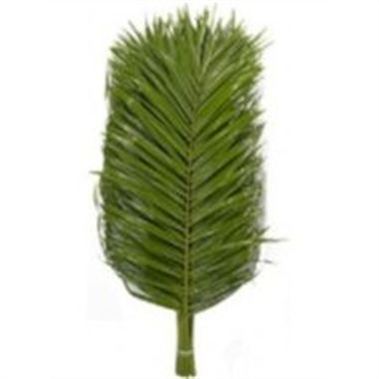 Phoenix Roebelenii Palm 60cm x1 bunch