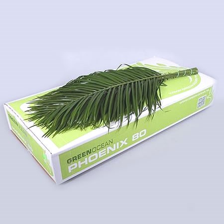 Phoenix Roebelini Palm