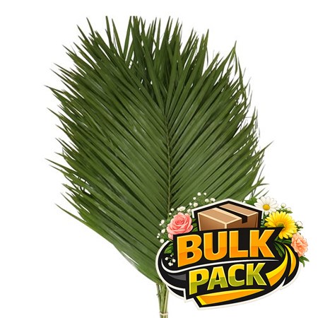 Phoenix Roebelinii (20 bunch bulk pack)
