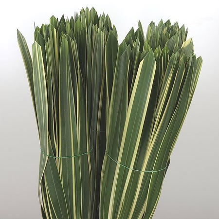 Phormium Tenex Green