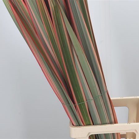 Phormium Tenex Red