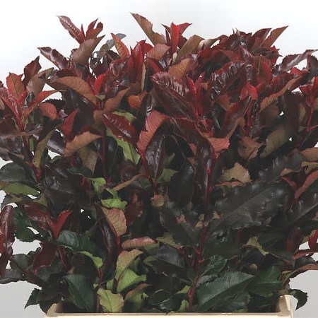 Photinia Magical Volcano 70cm | Wholesale Dutch Flowers & Florist Supplies  UK