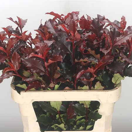 Photinia Magical Volcano