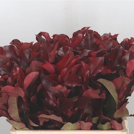 Photinia Purple Peter