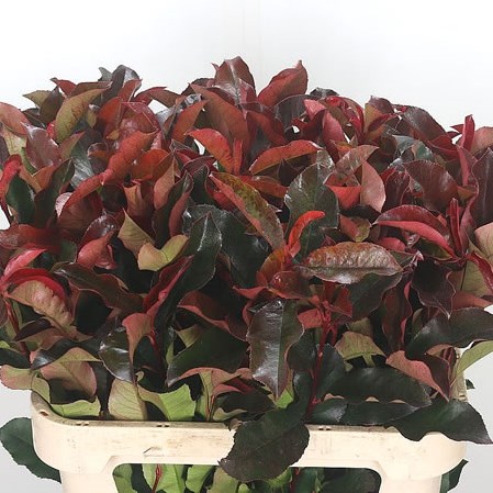 Photinia Purple Peter