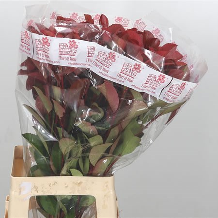 Photinia Red Robin