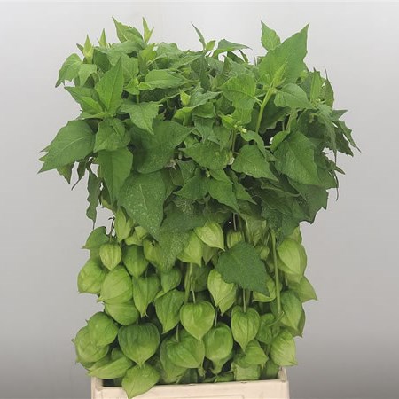 Physalis Chinese Lantern Green