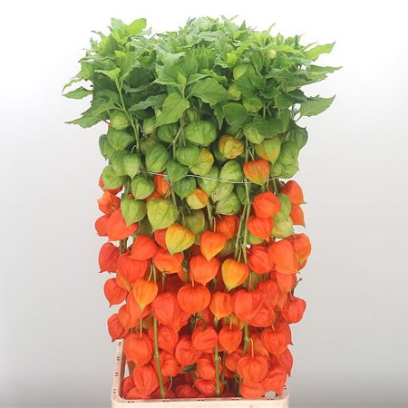 Physalis Chinese Lantern Stems