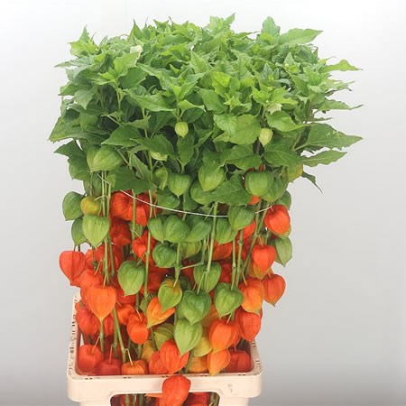 Physalis Chinese Lantern Stems