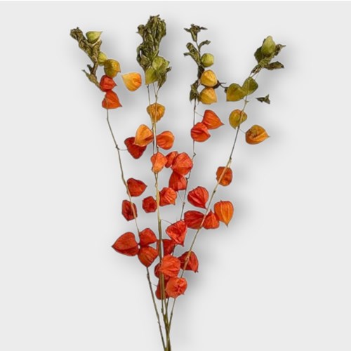 Physalis Natural (Dried)