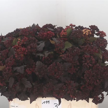 Physocarpus Diabolo