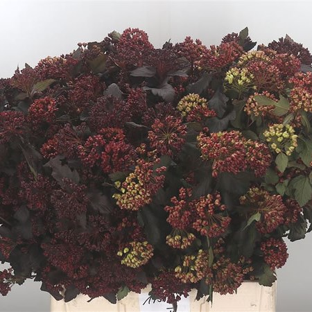 Physocarpus Diabolo