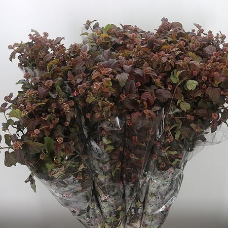 Physocarpus Diabolo
