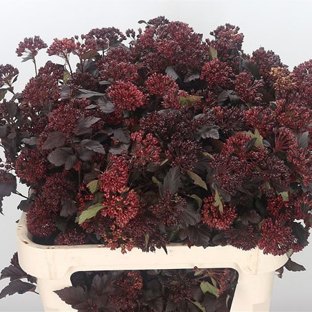 Physocarpus Diabolo (Extra)