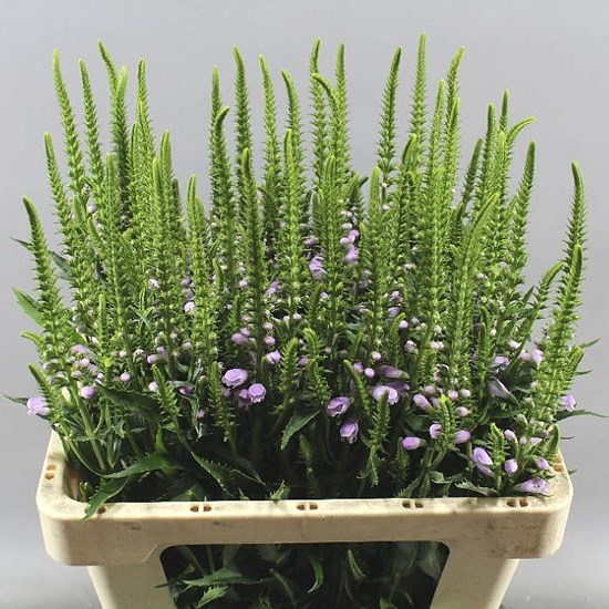 Physostegia Pink