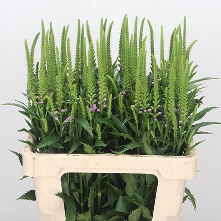 Physostegia Pink