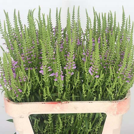 Physostegia Pink