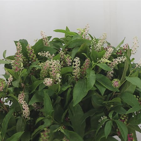 Phytolacca Americana