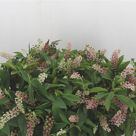 Phytolacca Americana