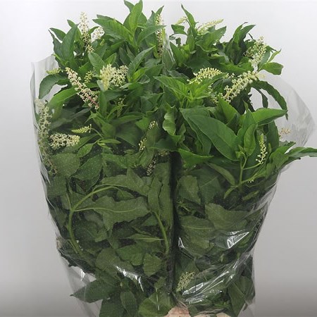 Phytolacca Americana