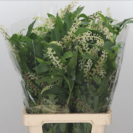 Phytolacca Americana