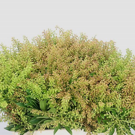Pieris Purity