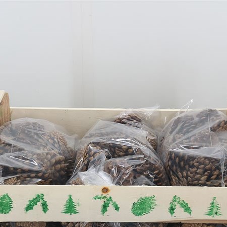 Pine Cones - Natural