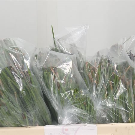 Pine (Per Sack)