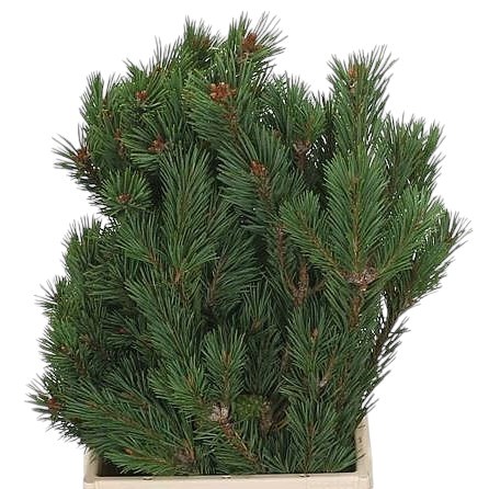 Pinus Mugo
