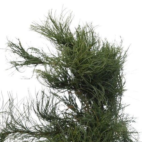 Pinus Strobus Torulosa (Curly Pine)