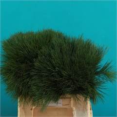 Green Pine (Pinus strobus)