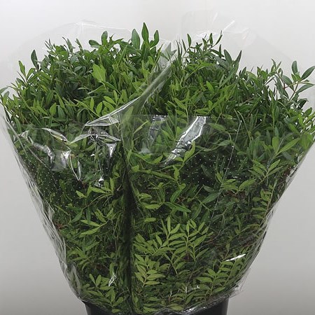 Pistacia