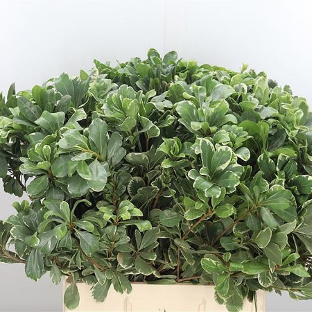 Pittosporum Ilan