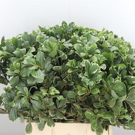 Pittosporum Ilan