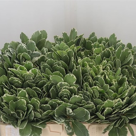 Pittosporum Ilan (Large Leaf)